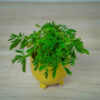 mimoza-wstydliwa-baby-mimosa-pudica
