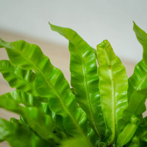 paproc-zanokcica-asplenium-antiquum