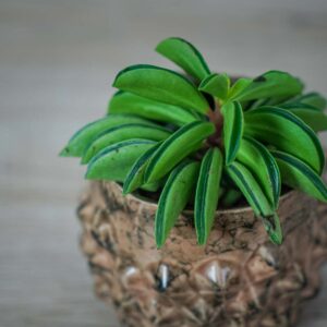 peperomia-fire-sparks-baby