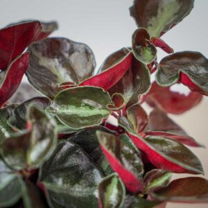 peperomia-metallica