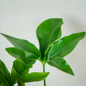 philodendron-fun-bun