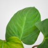 philodendron-fuzzy-petiole