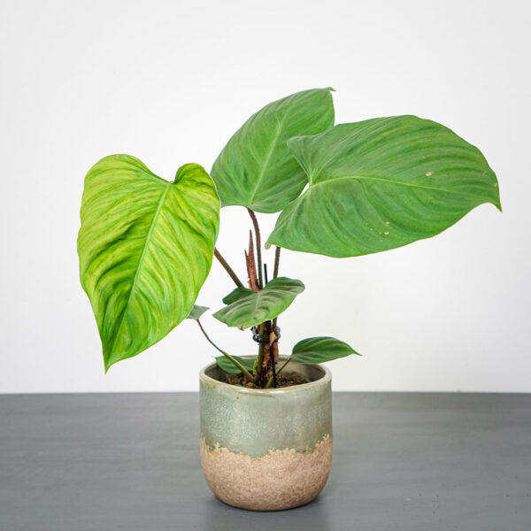 philodendron-fuzzy-petiole