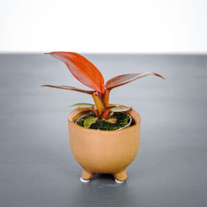 philodendron-red-sun-baby