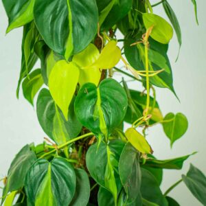 philodendron-scandens-brasil-na-paliku