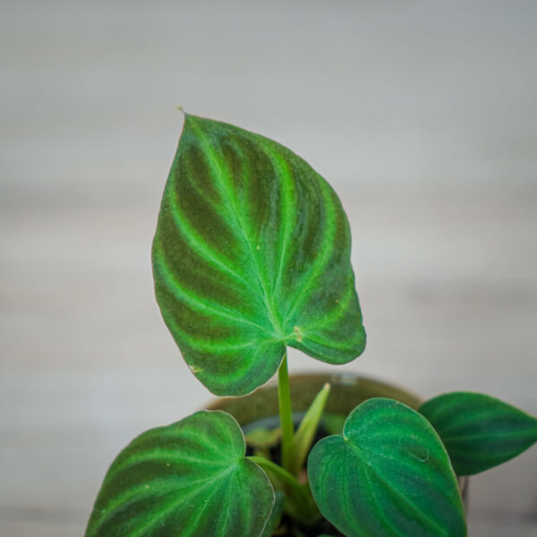 philodendron-verrucosum-baby