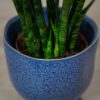 sansevieria-fernwood