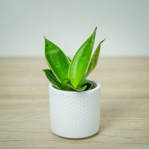 sansevieria-trifasciata-hahnii-baby