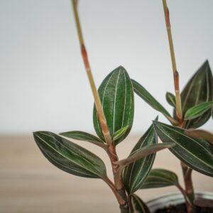 storczyk-ludisia-discolor-jewel-orchid