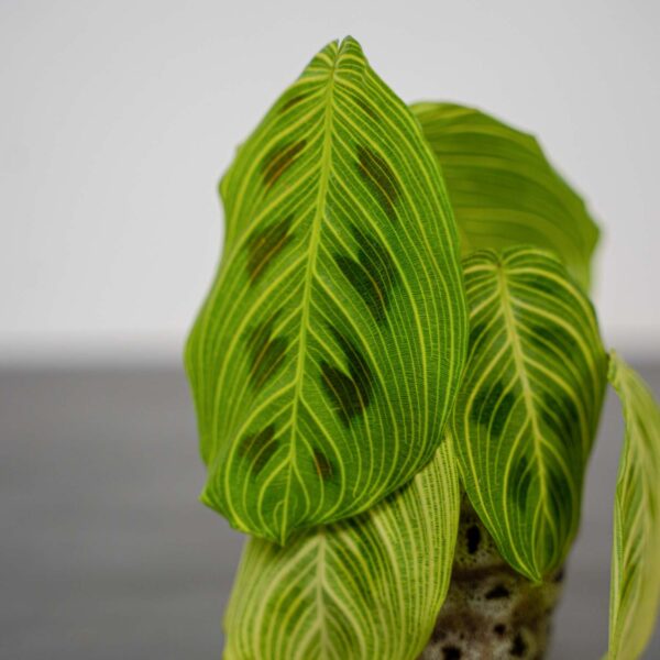 maranta-light-veins-sadzonka maranta-light-veins-sadzonka