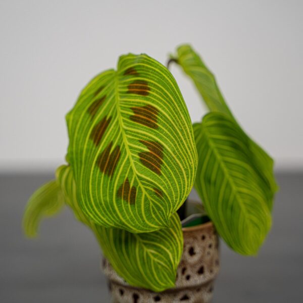 maranta-light-veins-sadzonka maranta-light-veins-sadzonka