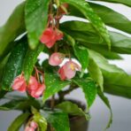 begonia-maculata-tamaya-baby