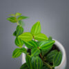peperomia-angulata-rocca-scuro-baby