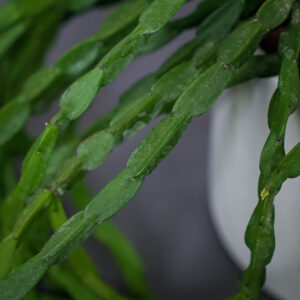rhipsalis-paradoxa