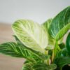 philodendron-birkinkin