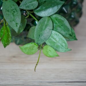 hoya-krohniana-eskimo