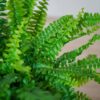 paproc-nephrolepis