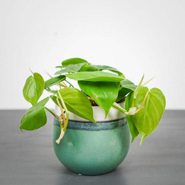 philodendron-scandens