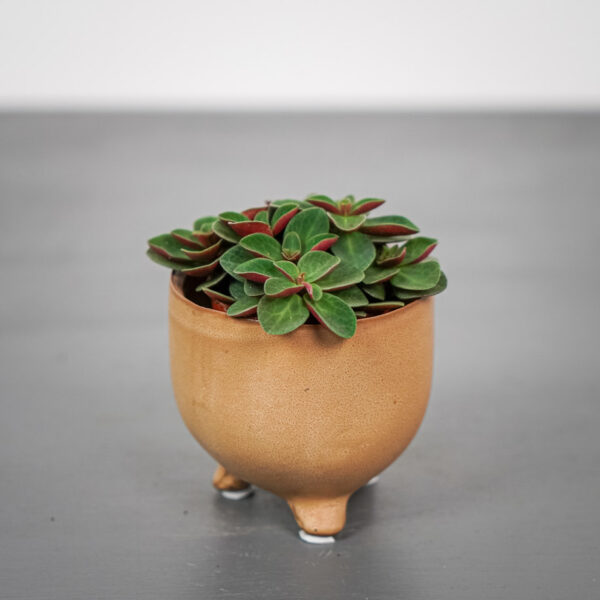 peperomia-red-log-baby