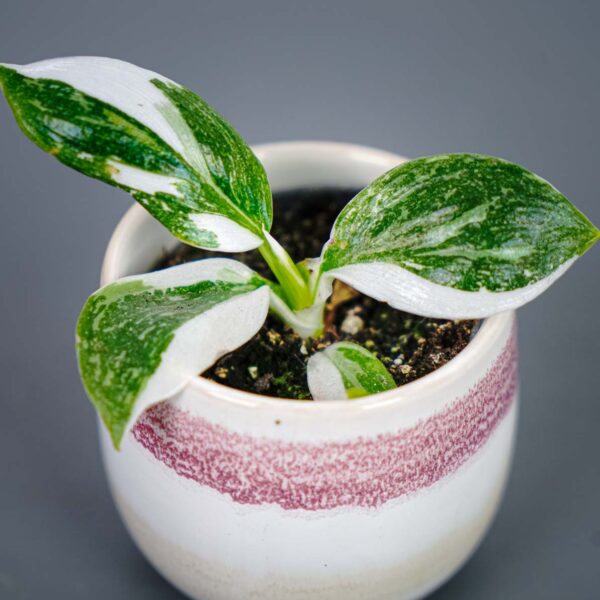 philodendron-white-wizard-baby
