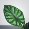 alokazja-dragon-scale-alocasia