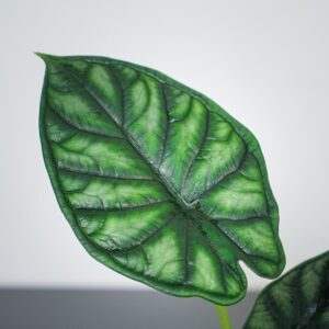 alokazja-dragon-scale-alocasia
