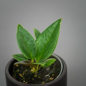 anthurium-jenmanii