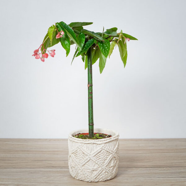 begonia-maculata-tamaya-drzewko