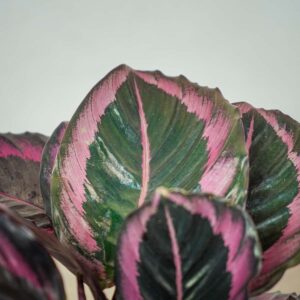 calathea-roseopicta-surprisestar