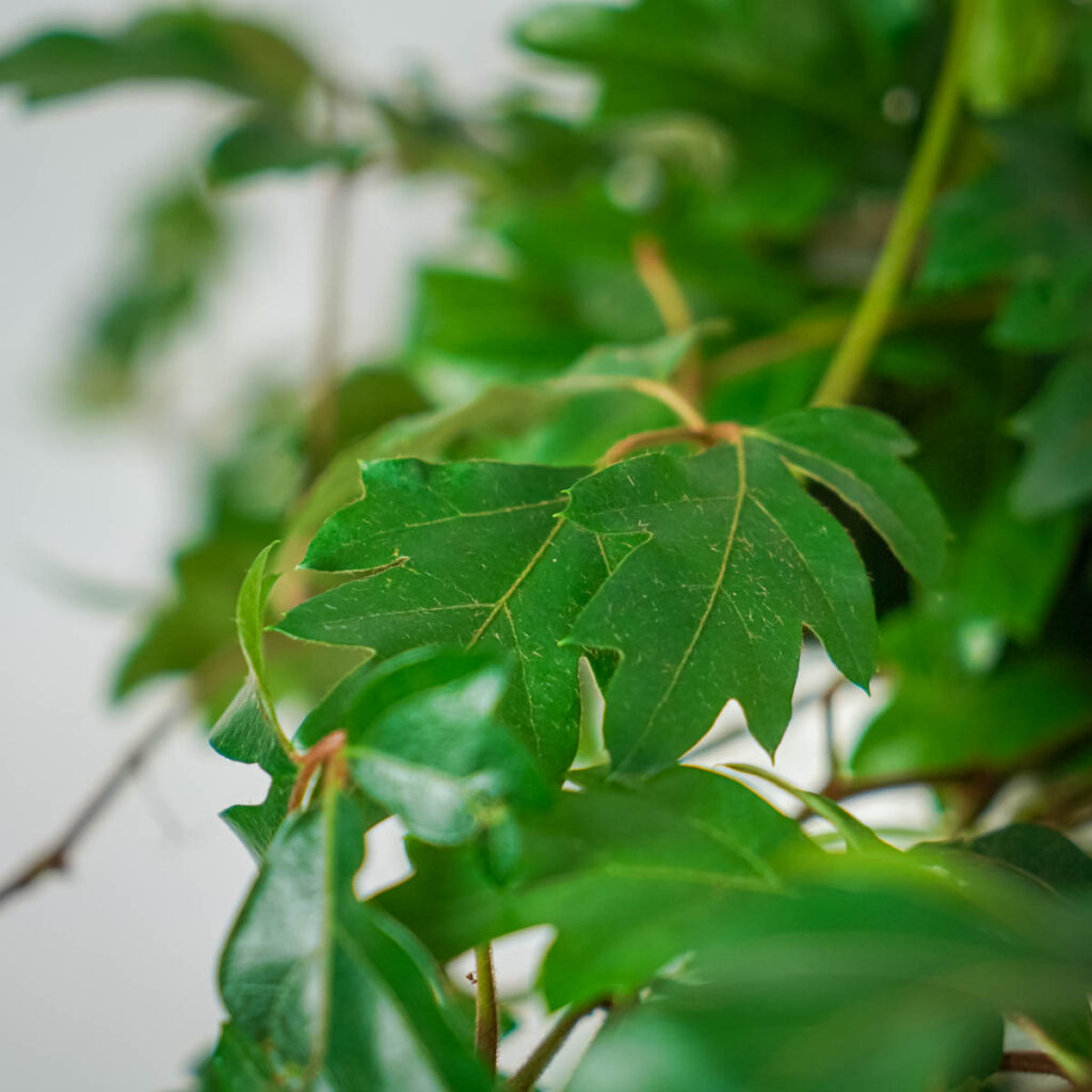 Cissus rombolistny ellen danica cissus rhombifolia Mała Szklarnia