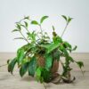 eszynantus-marmurkowy-aeschynanthus-marmoratus