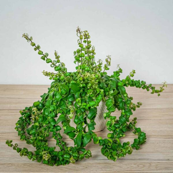 eszynantus-twister-aeschynanthus