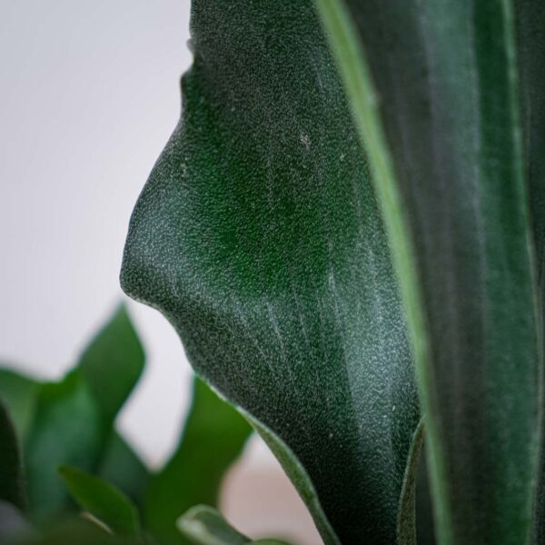 losie-rogi-platycerium-bifurcatum