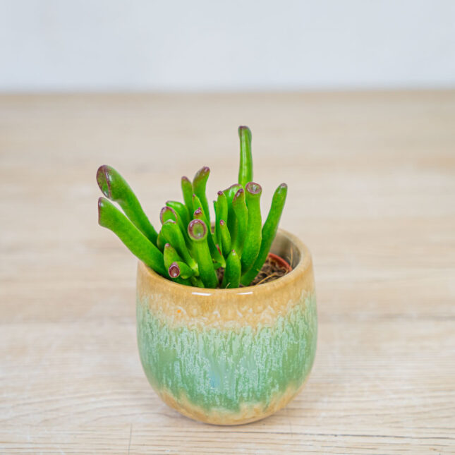 crassula-ovata-hobbit crassula-ovata-hobbit