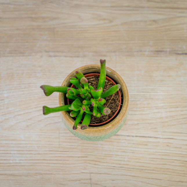 crassula-ovata-hobbit crassula-ovata-hobbit