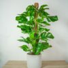 monstera-deliciosa