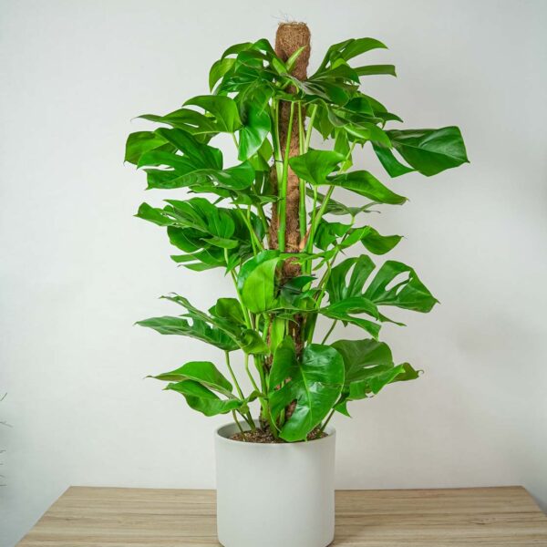 monstera-deliciosa