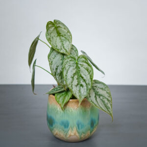 philodendron-brandtianum