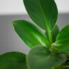 philodendron-green-princess