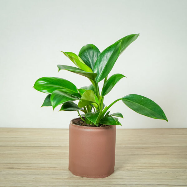 philodendron-green-princess