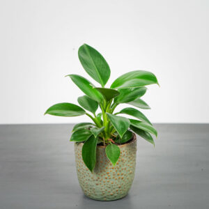 philodendron-green-princess