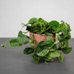 scindapsus-pictus-silvery-ann