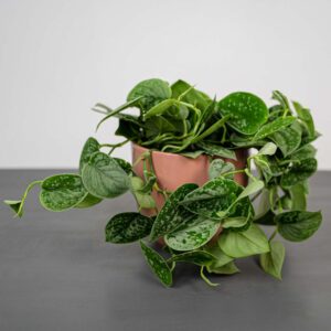 scindapsus-pictus-silvery-ann