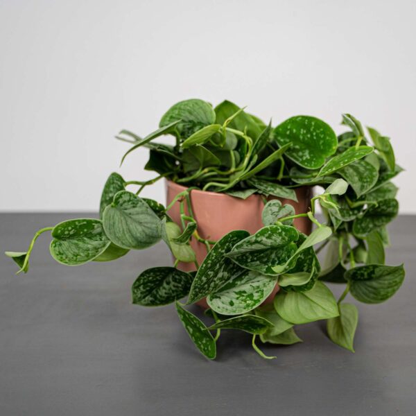 scindapsus-pictus-silvery-ann scindapsus-pictus-silvery-ann