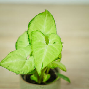syngonium-white-butterfly-baby