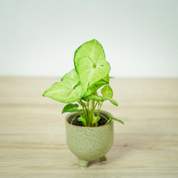 syngonium-white-butterfly-baby