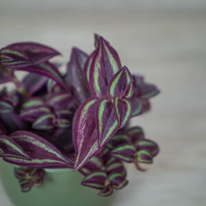 trzykrotka-fioletowa-tradescantia-purple-passion