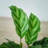 calathea-freddie-baby