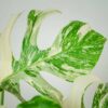 monstera-deliciosa-variegata