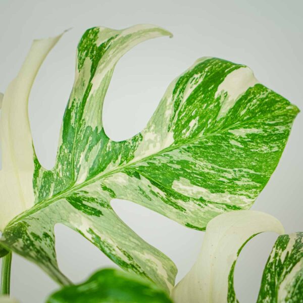 monstera-deliciosa-variegata